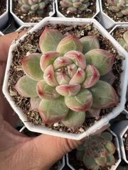 発売中 オレンジスノーボール 4株セット 抜き苗 美苗 エケベリア 多肉