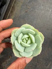 2026年最新】植物 苗 販売の人気アイテム - メルカリ