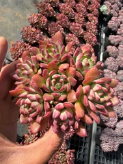 多肉植物　Z838　レッドチレン　18株　抜き苗　エケベリア　セダム　アエオニウム　韓国苗　寄せ植え　詰め合わせ