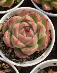 2026年最新】植物 苗 販売の人気アイテム - メルカリ