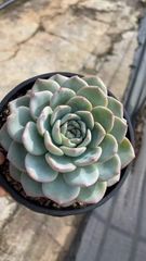 多肉植物 Z104 ローズニシキ 15株 抜き苗 エケベリア セダム