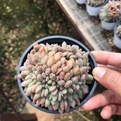 多肉植物 Z1170 キャビア 6株 抜き苗 エケベリア セダム アエオニウム