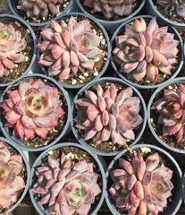 多肉植物 Z1170 キャビア 6株 抜き苗 エケベリア セダム アエオニウム