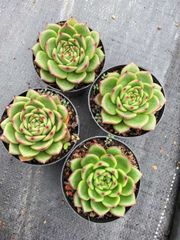 多肉植物 Z104 ローズニシキ 15株 抜き苗 エケベリア セダム