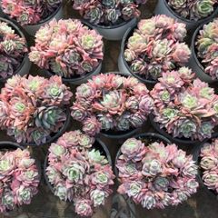 多肉植物 Z1208 クイーンローズニシキ 18株 抜き苗 エケベリア セダム