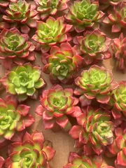 【70株の抜き苗セット】ティア　多肉植物　佐川急便発送　エケベリア　韓国苗　M018