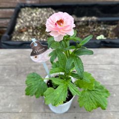 【現品】① ラナンキュラス ラックス ヴィーナス  3号ポット 花苗