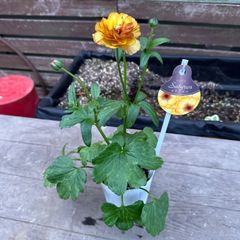 【現品】① ラナンキュラス ラックス サティロス  3号ポット 花苗