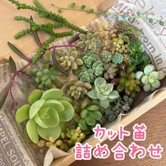 メルカリ便発送❣️ つぶつぶ多肉・セダムなど  カット苗  詰め合わせ  セット  多肉弁当  寄せ植えに♡
