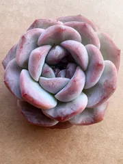 【50株の抜き苗セット】モンロー　多肉植物　佐川急便発送　エケベリア　韓国苗　M059