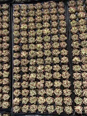 多肉植物　X50　トスカネッリ　105苗　土根付き　エケベリア　セダム　アエオニウム　韓国苗　寄せ植え　詰め合わせ