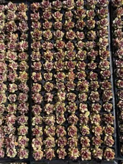 多肉植物　X97　ブラッククリスタル　105苗　土根付き　エケベリア　セダム　アエオニウム　韓国苗　寄せ植え　詰め合わせ