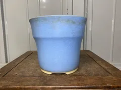 2026年最新】胡蝶蘭 鉢の人気アイテム - メルカリ