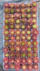 多肉植物　X220　ティア　72苗　土根付き　エケベリア　セダム　アエオニウム　韓国苗　寄せ植え　詰め合わせ　0119