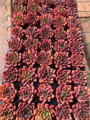 発売中 ルナレン 18株セット 抜き苗 美苗 エケベリア 多肉植物 佐川