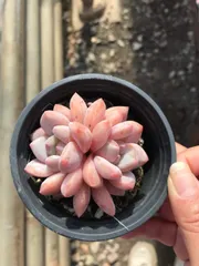 多肉植物　Z1246　オレンジ　18株　抜き苗　エケベリア　セダム　アエオニウム　韓国苗　寄せ植え　詰め合わせ