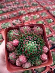 多肉植物　韓国苗　キシリトール　抜き苗 多肉植物 Z1155 キシリトール 24株 抜き苗 エケベリア セダム