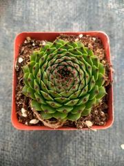 多肉植物 Z1155 キシリトール 24株 抜き苗 エケベリア セダム