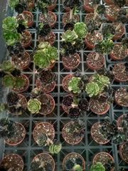 多肉植物　韓国苗　キシリトール　抜き苗 多肉植物 韓国苗 キシリトール 抜き苗