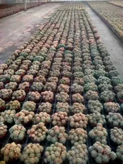 多肉植物　Z1424　ロココ　12株　抜き苗　エケベリア　セダム　アエオニウム　韓国苗　寄せ植え　詰め合わせ