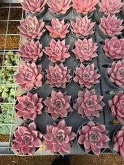 多肉植物 Z156 エックソウルツイカニシキ 36株 抜き苗 エケベリア