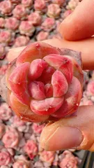 新発売　M341　パープルクリスタル　128苗セット　土と根付き　多肉植物　エケベリア　韓国苗　サボテン　詰め合わせ　寄せ植え