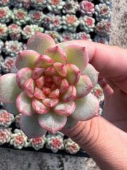 エ*肉様 Z917レッドライト50苗 抜き苗 多肉植物 エケベリア サボテン 韓 M495×50株 ソウルキャッチャー 抜き苗 多肉植物 アエオニウム