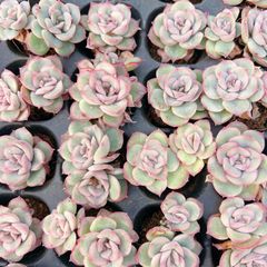 50株の抜き苗セット】レッドライト 多肉植物 佐川急便発送 エケベリア