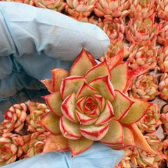 50株の抜き苗セット】レッドライト 多肉植物 佐川急便発送 エケベリア