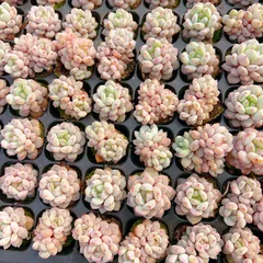 新発売　M364　スターオレンジ　128苗セット　土と根付き　多肉植物　エケベリア　韓国苗　サボテン　詰め合わせ　寄せ植え