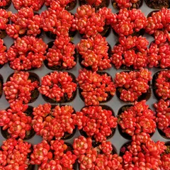 新発売　M371　ルビーレッド（群生）　105苗セット　土と根付き　多肉植物　エケベリア　韓国苗　サボテン　詰め合わせ　寄せ植え