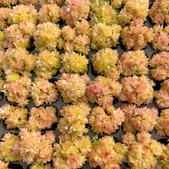 新発売　M376　ストロー（群生）　105苗セット　土と根付き　多肉植物　エケベリア　韓国苗　サボテン　詰め合わせ　寄せ植え