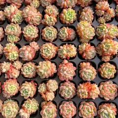 新発売　M381　ネクター　128苗セット　土と根付き　多肉植物　エケベリア　韓国苗　サボテン　詰め合わせ　寄せ植え