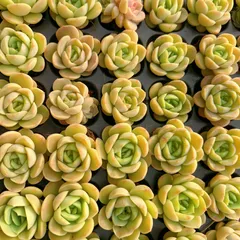 新発売　M383　グリーンベビー　128苗セット　土と根付き　多肉植物　エケベリア　韓国苗　サボテン　詰め合わせ　寄せ植え