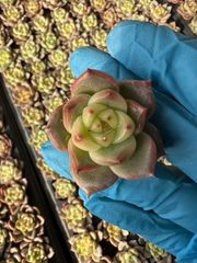 新発売 M366 スイートハート 105苗セット 土と根付き 多肉植物