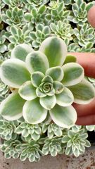 スイートハート M366×105苗 土付き 新入荷 多肉植物 詰め合わせ