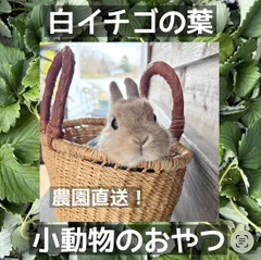 【新商品】白イチゴの葉 いちご 農家直送 おやつ 小動物 うさぎ ウサギ モルモット チンチラ デグー ハムスター プレーリードッグ 北海道産