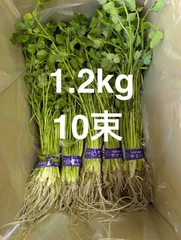 2/20発送限定！！歯応え抜群の根っこ付き！シャキシャキ食感！『茨城県産せり』1.2Kg※120g×10束