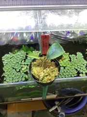 2026年最新】ブセファランドラspの人気アイテム - メルカリ