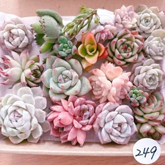 249 多肉植物寄せ植えセット