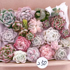 250 多肉植物寄せ植えセット