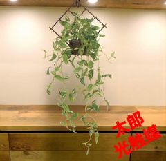 光触媒 人工観葉植物 ウォールグリーン フェイクグリーン プミラ