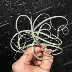 現品＊ 肉厚しっかり株＊ ドゥラティー遺伝のくるくるくるりんっ葉＊ チランジア ウォンガ Tillandsia Wonga (マレモンティー × ドゥラティー) ( T.mallemontii × T.duratii )＊エアプランツ＠フラワーショップ江口