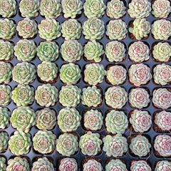 五十鈴玉 M413×128苗 土付き 新入荷 多肉植物 詰め合わせ エケベリア