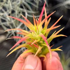 現品＊ オレンジ系に染まるタイプ＊ 低温下で紅葉進行中＊ チランジア イオナンタ バンハイニンギー Tillandsia ionantha var. vanhyningii＊エアプランツ＠フラワーショップ江口