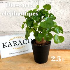 ガーデニング】チャメロプス フミリス セリフェラ 実生 7号 ヤシ