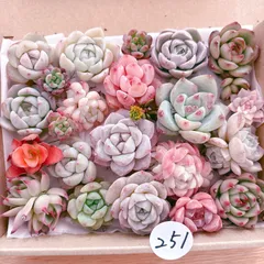 251 多肉植物寄せ植えセット