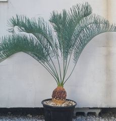 サイカス カイルンシアナ 発根良好！美苗！幹幅12cm!!cycas cairnsiana