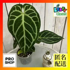 2026年最新】レアアンスリウムの人気アイテム - メルカリ