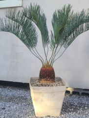 サイカス カイルンシアナ 発根良好！美苗！幹幅14cm!!cycas cairnsiana